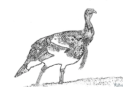 turkey Coloring Pages To Print